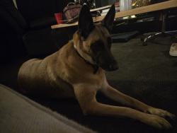 Lost Female Dog last seen Near horizon hills dr, El Cajon, CA 92020