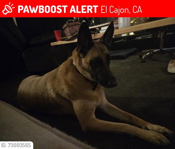 Lost Female Dog last seen Near horizon hills dr, El Cajon, CA 92020