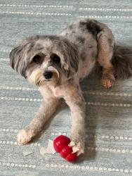 Reunited Female Dog last seen Schoenbeck Rd and Dundee Rd , Wheeling, IL 60090
