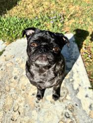 Reunited Female Dog last seen North Ave and Huron Street, Sacramento, CA 95838