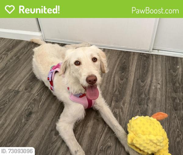Reunited Female Dog last seen Near Broadway Ave, Newark, CA 94560, Newark, CA 94560