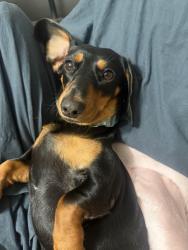 Reunited Female Dog last seen 117th Lane Road, Ocala, FL 34476
