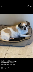 Lost Female Dog last seen Gordon’s corner near 520, Marlboro Township, NJ 07746