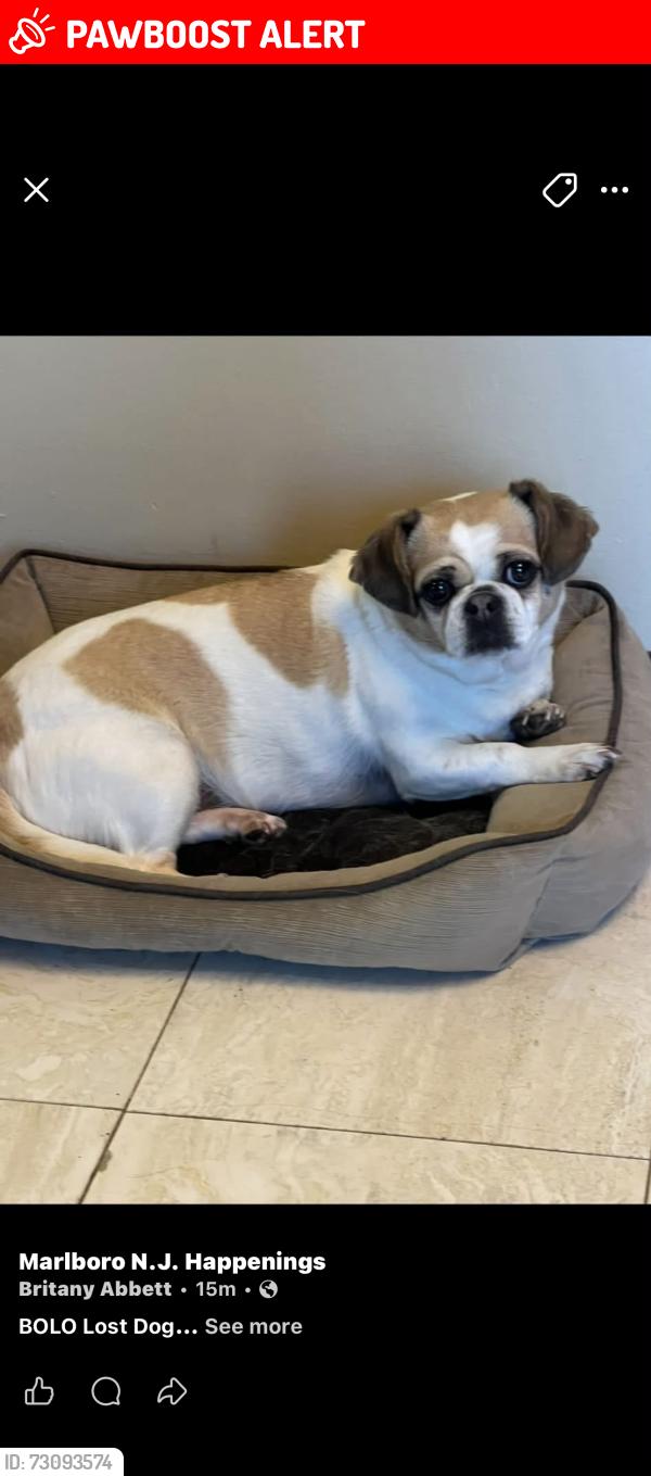 Lost Female Dog last seen Gordon’s corner near 520, Marlboro Township, NJ 07746