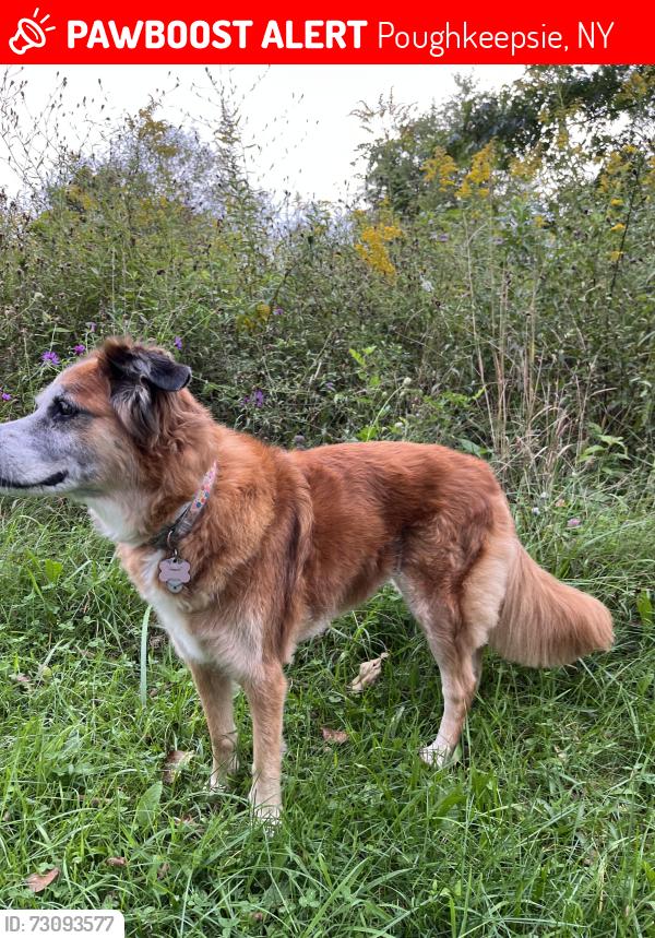 Lost Female Dog last seen Between Spackenkill & Wilbur Blvd, Poughkeepsie, NY 12603