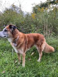 Lost Female Dog last seen Between Spackenkill & Wilbur Blvd, Poughkeepsie, NY 12603