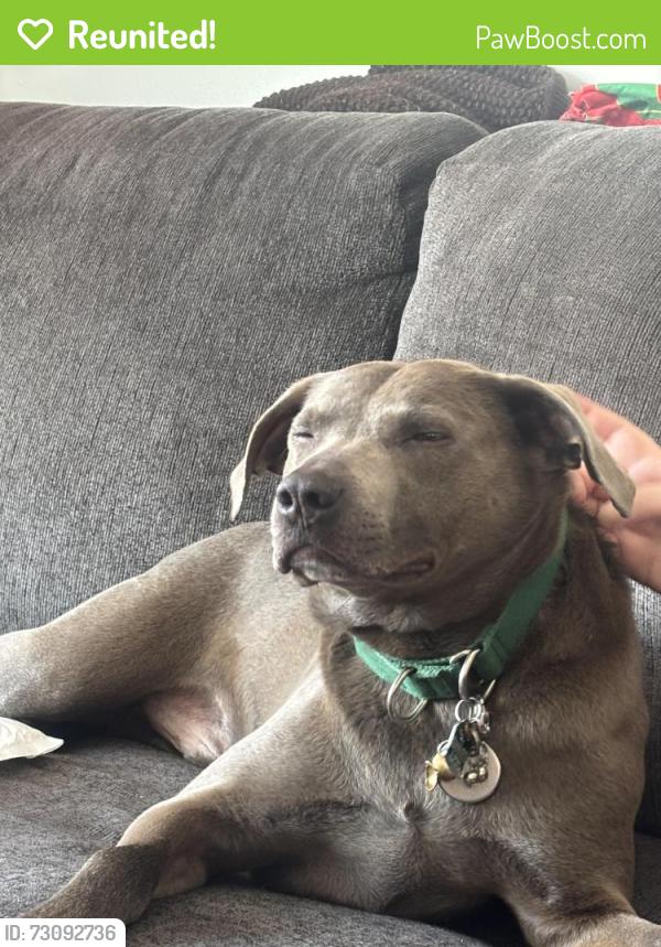 Reunited Male Dog last seen Near Patricia Dr., Syracuse, NY 13212, Syracuse, NY 13212