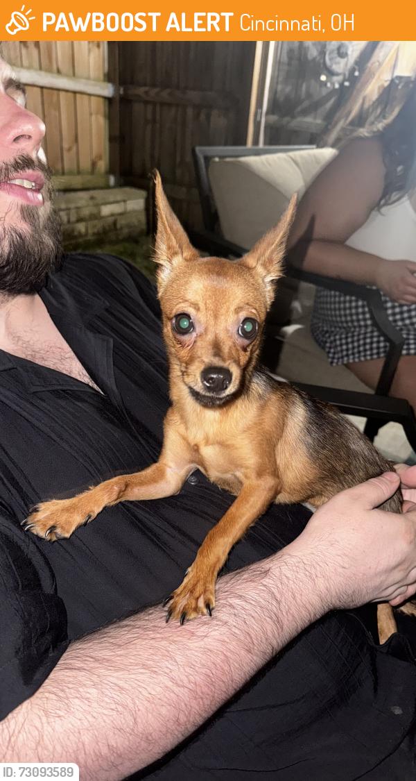 Found/Stray Female Dog last seen Roger Bacon, Cincinnati, OH 45217