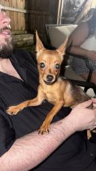 Found/Stray Female Dog last seen Roger Bacon, Cincinnati, OH 45217