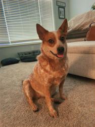 Reunited Female Dog last seen L8 and 70th West, Lancaster, CA 93536