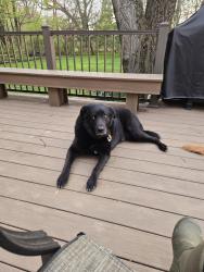 Reunited Male Dog last seen Mill Creek Road Hockessin Delaware, Hockessin, DE 19707