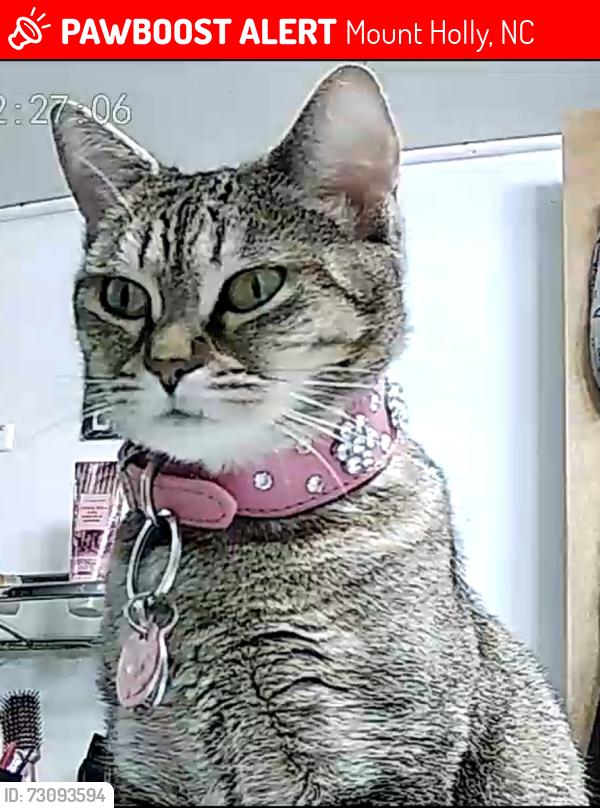Lost Female Cat last seen Hickory Grove Rd Lane Rd East Gaston High A&A Automotive, Mount Holly, NC 28120