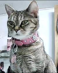 Lost Female Cat last seen Hickory Grove Rd Lane Rd East Gaston High A&A Automotive, Mount Holly, NC 28120
