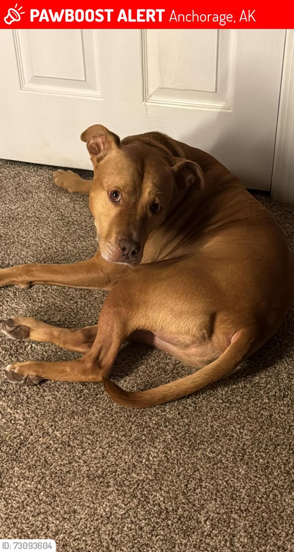 Lost Male Dog last seen Milky Way, Anchorage, AK 99517