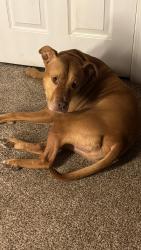 Lost Male Dog last seen Milky Way, Anchorage, AK 99517
