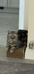 Reunited Male Cat last seen Fishwick Road, Winchester, Hampshire, England SO21