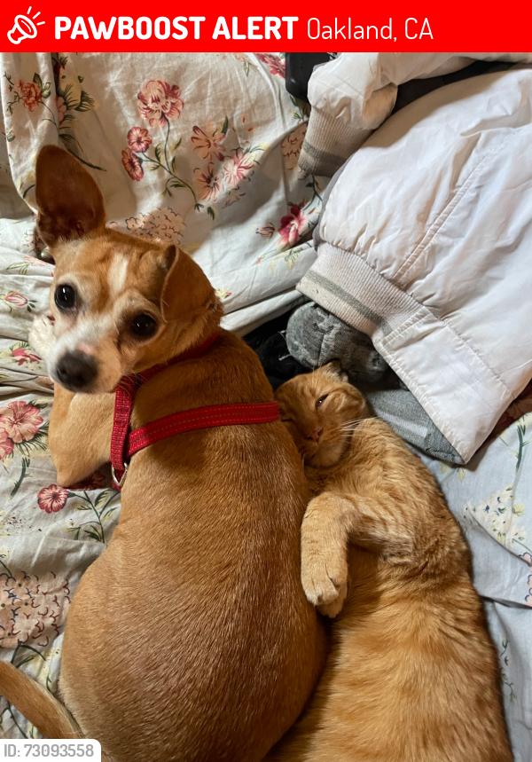 Lost Female Dog last seen Near 30th st Oakland CA, Oakland, CA 94609