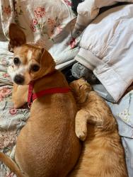 Lost Female Dog last seen Near 30th st Oakland CA, Oakland, CA 94609