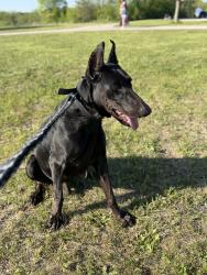 Reunited Male Dog last seen Near intersection S Barker Rd and W Greenfield Ave, New Berlin, WI 53146