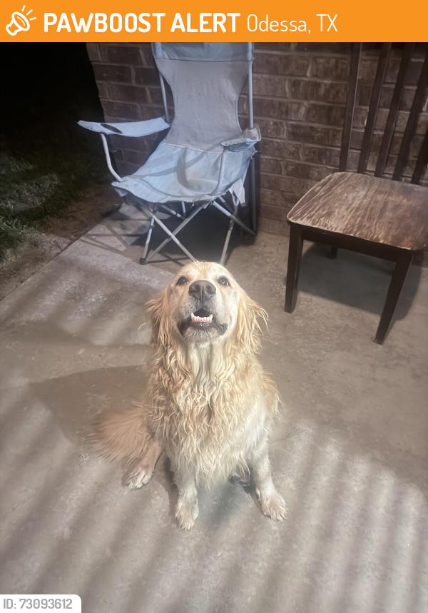 Found/Stray Unknown Dog last seen Mission Drive, Odessa, TX 79765