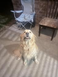 Found/Stray Unknown Dog last seen Mission Drive, Odessa, TX 79765