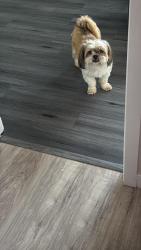 Lost Male Dog last seen Vancouver mall, Vancouver, WA 98662