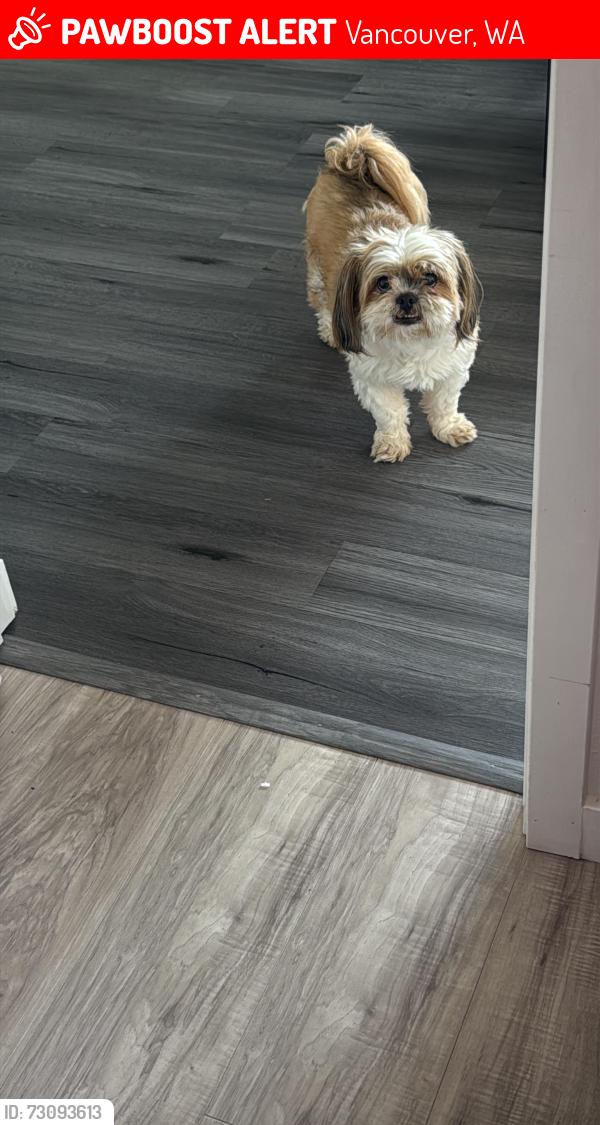 Lost Male Dog last seen Vancouver mall, Vancouver, WA 98662