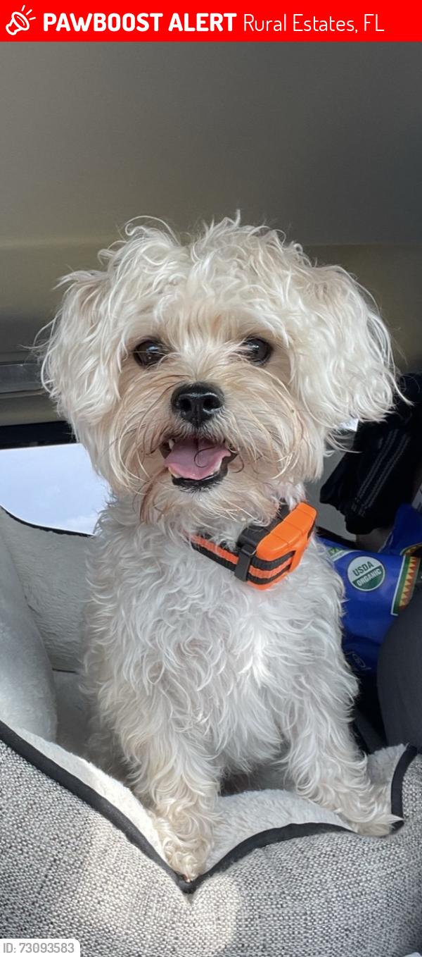 Lost Male Dog last seen Golden Gate Blvd., West and 25th St., Northwest, Rural Estates, FL 34117