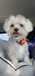 Lost Male Dog last seen Golden Gate Blvd., West and 25th St., Northwest, Rural Estates, FL 34117