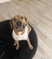 Lost Male Dog last seen Pine tree area, Longview, TX 75601
