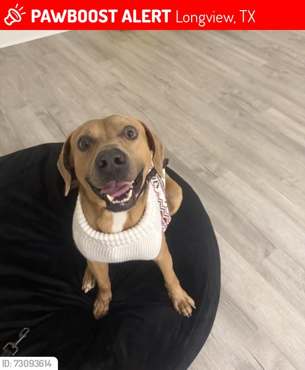 Lost Male Dog last seen Pine tree area, Longview, TX 75601