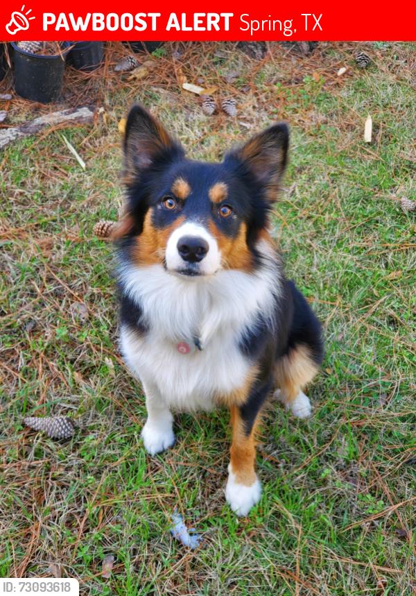 Lost Male Dog last seen Champions dr, Spring, TX 77379