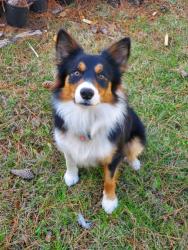 Lost Male Dog last seen Champions dr, Spring, TX 77379