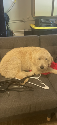 Reunited Male Dog last seen Near blue iris place longwood, fl, Longwood, FL 32779