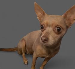 Lost Female Dog last seen Sky Lake, Orlando, FL 32809