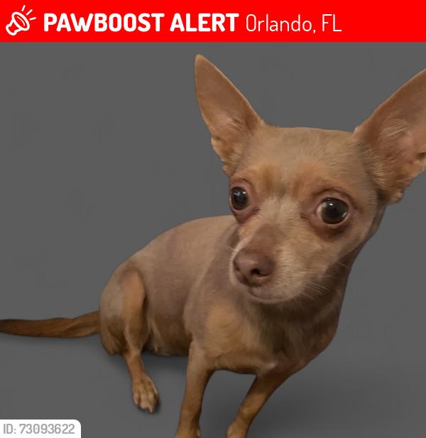Lost Female Dog last seen Sky Lake, Orlando, FL 32809