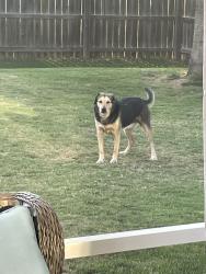 Lost Male Dog last seen Near Porter Hill Dr. Youngsville, Youngsville, NC 27596