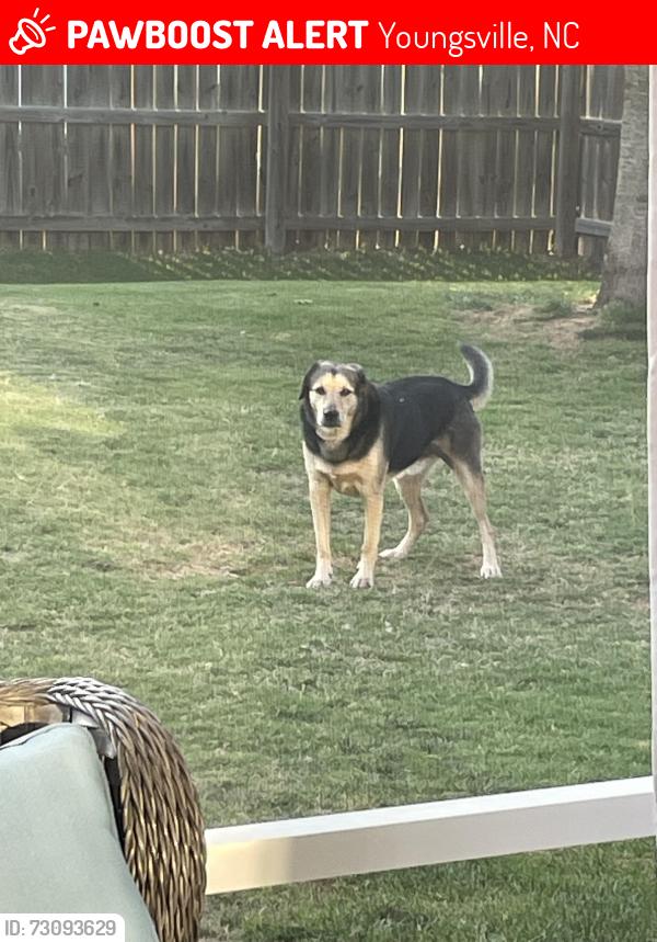 Lost Male Dog last seen Near Porter Hill Dr. Youngsville, Youngsville, NC 27596