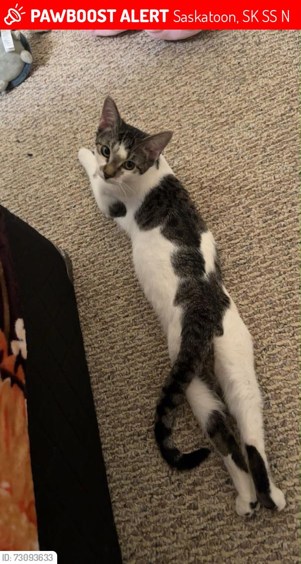 Lost Female Cat last seen Sylvia Fedoruk School, Saskatoon, SK S7S 1N1