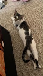 Lost Female Cat last seen Sylvia Fedoruk School, Saskatoon, SK S7S 1N1