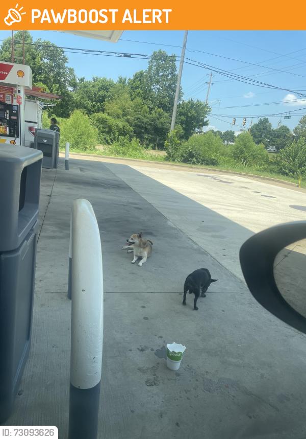 Found/Stray Unknown Dog last seen Gas Station @Crumpler/Holmes, Whispering Meadows, TN 38141
