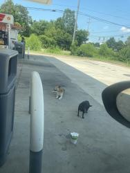 Found/Stray Unknown Dog last seen Gas Station @Crumpler/Holmes, Whispering Meadows, TN 38141