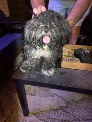 Found/Stray Unknown Dog last seen Found running down whisper creek drive, Georgetown, TX 78628