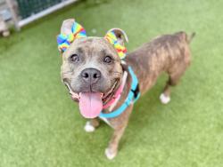Shelter Stray Female Dog last seen Near West 8th Street, BROOKLYN, NY, 11224, 326 E 110th St, New York, NY 10029, USA