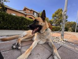 Found/Stray Male Dog last seen Robertson Ave, Newark, CA 94560