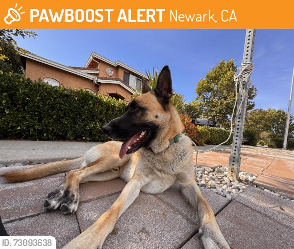 Found/Stray Male Dog last seen Robertson Ave, Newark, CA 94560