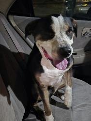 Found/Stray Female Dog last seen Rialto ave and eucalyptus, Rialto, CA 92376