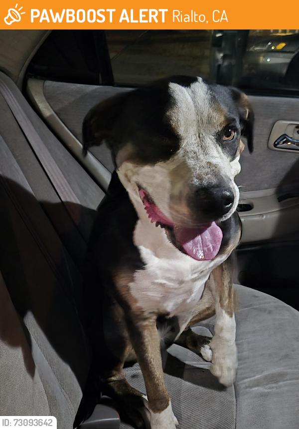 Found/Stray Female Dog last seen Rialto ave and eucalyptus, Rialto, CA 92376