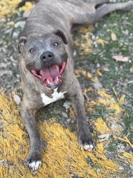 Reunited Female Dog last seen Near Rockdale Ave, Cincinnati, OH 45229, USA, Cincinnati, OH 45229