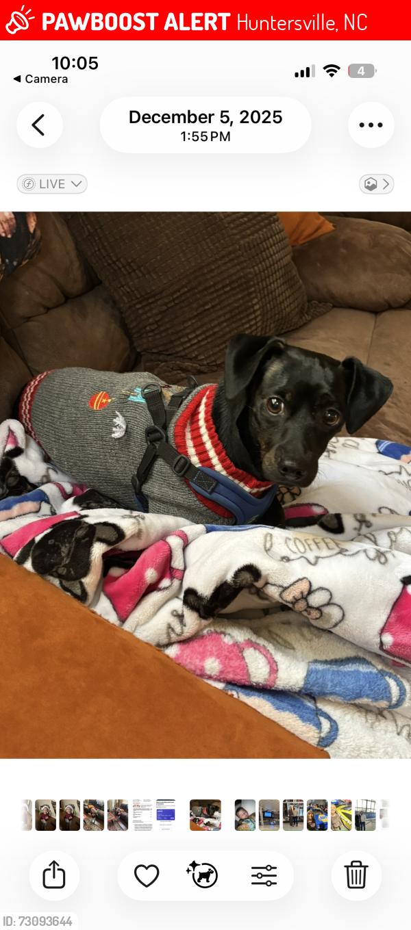 Lost Male Dog last seen Near old barnette place huntersville, Huntersville, NC 28078